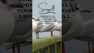 Seagull