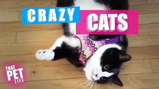 Crazy Goofy Cats | Try Not to Laugh Challenge