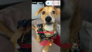 GOOD MORNING!😎🌤️🌞@MeghanTrainor   #Shorts#dog#dogsofyoutube#love#viral#morning#shortvideo#yummy