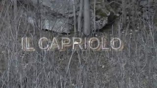 IL CAPRIOLO VALCHIUSELLA.ORG