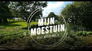 #24- Mijn moestuin, witlof deel 2