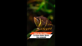 Chocolate Gourami Care: Everything You Need to Know