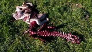 Daini (Dama dama) predati da Lupi (Canis lupus) - Fallow deer plundered by the Wolves