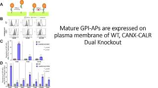 Mature GPI-APs expressed on the cell surface of WT and to some extent on CANX-CALR KO  #Code: 620