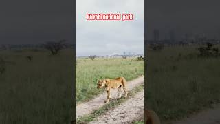 Experience the Nairobi national park in Kenya. Kenya’s heritage #nairobinationalpark