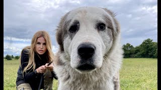 'THE WOLF SMASHER' - CENTRAL ASIAN SHEPHERD DOG - ALABAI