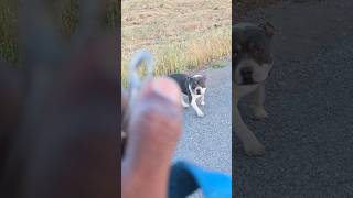 American Bully Leash Training #americanbully #pets #pitbull #shortvideo #shorts #dog