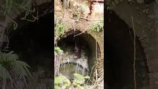 Tunel ,Caeira de Fazer Cal ,Tunel Secreto, Escondido na  Mata, Borin, Descober um Tunel,