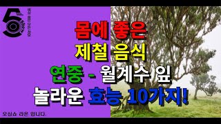 몸에 좋은 제철 음식 연중 - 월계수 잎 놀라운 효능 10가지!