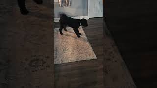 Willow the Doodle vs iRobot