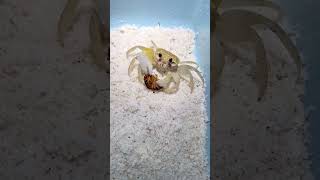 🦀 CANGREJO INTENTA COMERSE UNA CUCARACHA