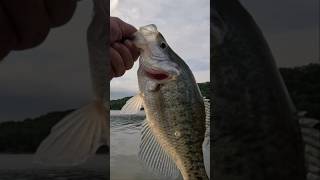 Fish is all Grown Up! #fishing #fish #viralvideo #shorts