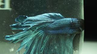 Рыбка петушок Супер Дельта синий (Betta splendens Super Delta blue)