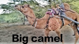 Camel Cart in desert 🏜️. #animals #camels #trending #viralvideo #desertcamel