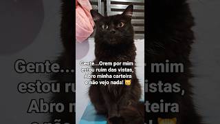 TA FÁCIL NÃO! #mtg #gatos #amamosgatos #euamogatos #yourcat #pets