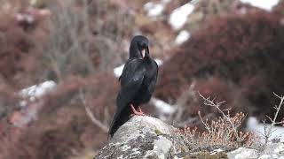 Red-billed Chough Sela Pass, Arunachal Pradesh, March 2024