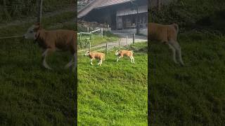 Schweiz🇨🇭 -  Kälber haben Spass🐮