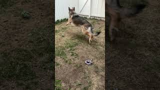 Charlie plays fetch #shorts #germanshepherdpuppy #viraldogsvideos #cutedogs #1kviews #subscribe