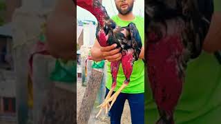 banty bhie ka full thiar morga #shorts  #aseel #animals #anime #roosters