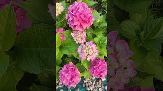 Гортензия крупнолистная "Никко Блю" (Nikko Blue) #гортензия #hydrangea #flowers #цветы