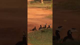 Malabar Pied Hornbills Birds Sri Lanka #shorts