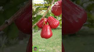 JAMBU MADU MERAH