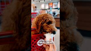 В любом Starbucks можно попросить “Pup Cup”. И вам дадут стакан сливок. #dog #food #poodle #puppy