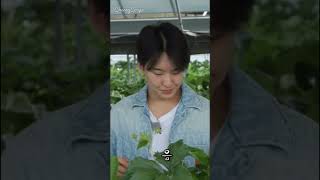 How to pick strawberries? Let’s learn from Hoshi #seventeen #hoshi #going_svt