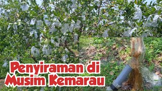 Perawatan Jambu Kristal Ketika Berbuah Lebat