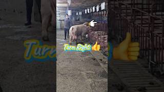 Turn right ok👍 #pigsisbeautiful #pig #piggy #farm #piglet #farming#video #animals#pigging#subscribe