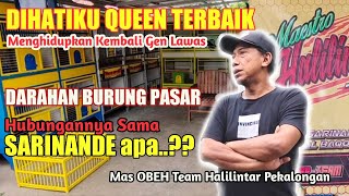 SARINANDE Itu Burung TRAH APA??? Trus ANAKANAKnya?? - Mas OBEH Team HALILINTAR