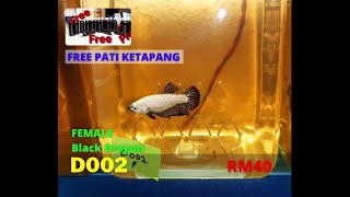 Compilation my BETTA sales vol 5