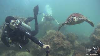 Селфи с черепахой | Selfie with Hawksbill Turtle at Koh Krock Island | Diving in Pattaya, Thailand