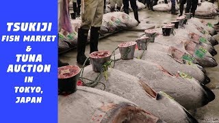 Tsukiji Fish Market & Tuna Auction in Tokyo Japan - Nick Supapol