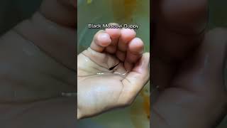 # black Moscow guppy transformation #1millonveiws #subscribe