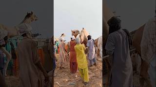 Camel Loading #ytshorts #camelloading #cameltransport #cameltruck #shorts #camellove #camelfarm