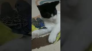 cat love #shortvideo #foryou #pageforyou#foryou cat cat cat