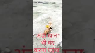 anda khana band kar diya 😄😄 #Dog  #hen #viral #shotsvideo घोर कलियुग: मुर्गी के साथ किया दुष्कर्म,