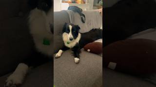 Border collie having rest after day spent in water