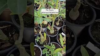 Adenium plant nursery kolkata wholesale market