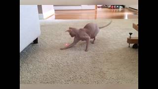 Animals VS Laserpointers - These animals are hilarious!