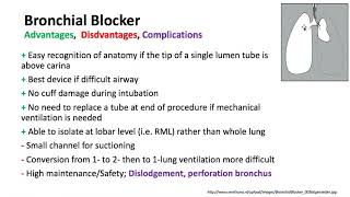 Keyword Review 2019 | Respiratory Anatomy, Physiology & Thoracic (part 4 of 5) - (Dr. Schell)