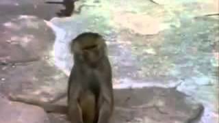 Susto do macaco com espelho ! / Monkey scare with mirror ! :))