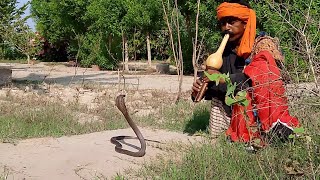 Ghar ke andar bahut bada saamp ghus Gaya jogi ne mushkil se pakda dekhe video  king cobra sansha