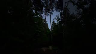 Odd noises at edge of woods (birds?)