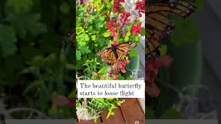 #michigan #summerisover  #peaches #monarchs #butterfly #seasonschange #flowers #outdoors #nature