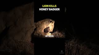 Lion Attacks Honey Badger