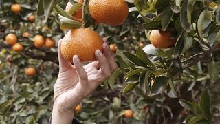 The Perfect Fruit at Mildura Farm