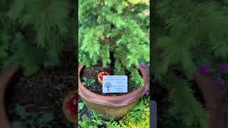 To Bonsai or not to Bonsai My cedar of Lebanon 🇱🇧 tree ???????????