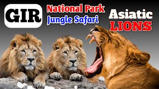 GIR National Park | #junglesafari | #devaliya | #ShippingInbox | #AsiaticLions | #gir | #lions